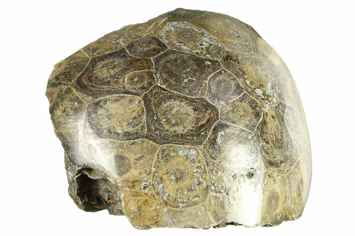 Polished Fossil Coral (Actinocyathus) Head - Morocco #276774